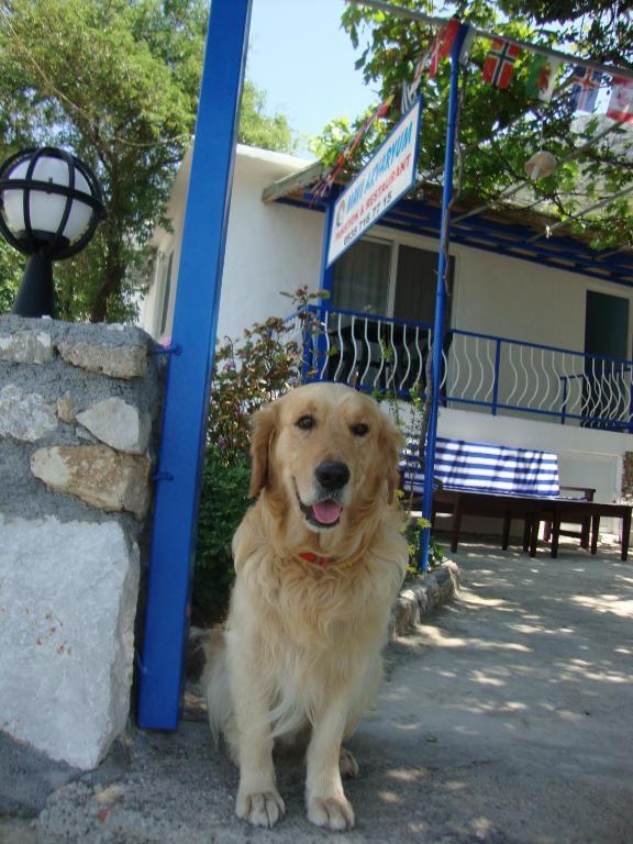 Hotel Mavi Akvaryum Pension Sogut  Exteriér fotografie